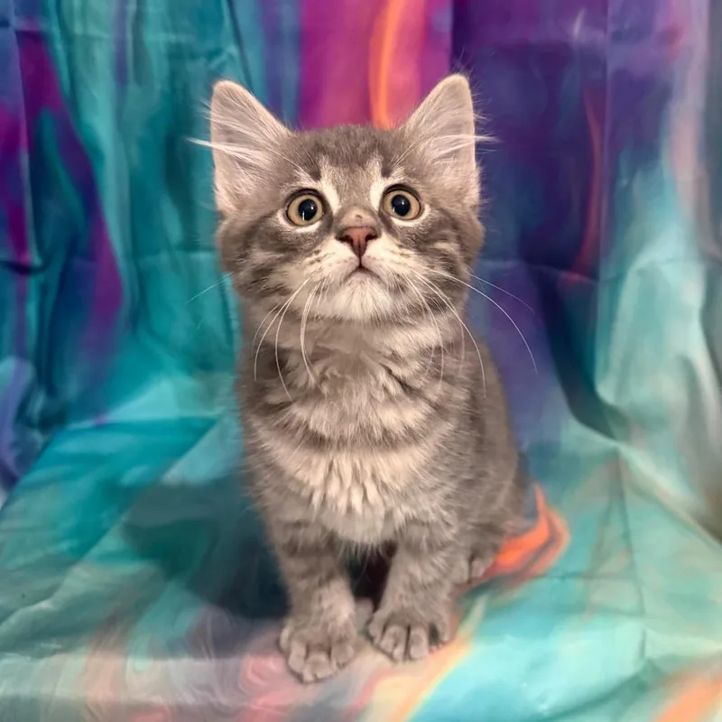 Cardigan thumbnail 2