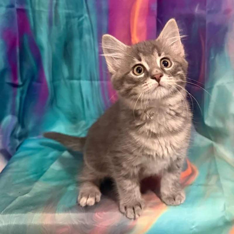 Cardigan thumbnail 3