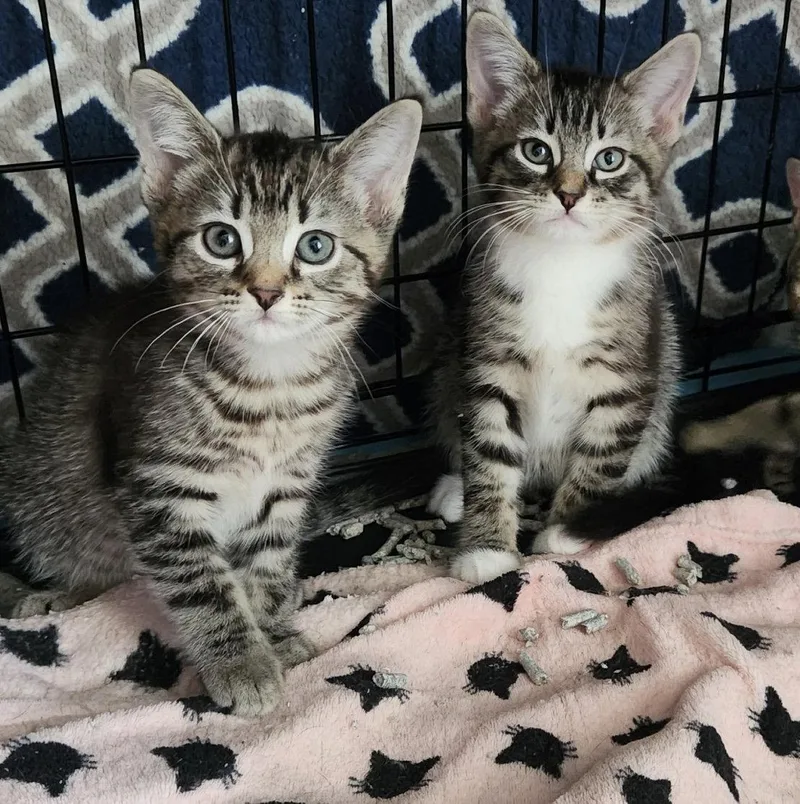 A baby medium-sized male Domestic Short Hair cat named Cookie for adoption in Dublin, OH