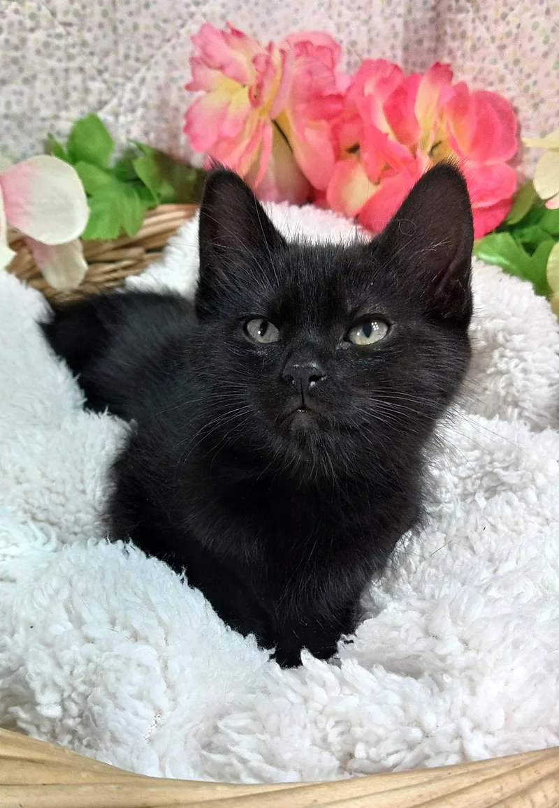 A baby medium-sized female Domestic Short Hair cat named Iredale for adoption in Hood RIver, OR