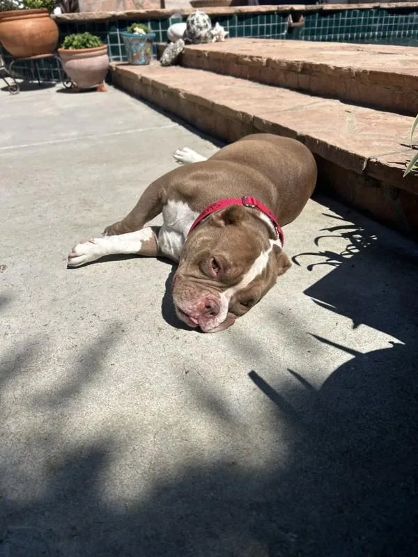 An adult medium-sized female Pit Bull Terrier dog named Vienna for adoption in San Diego, CA
