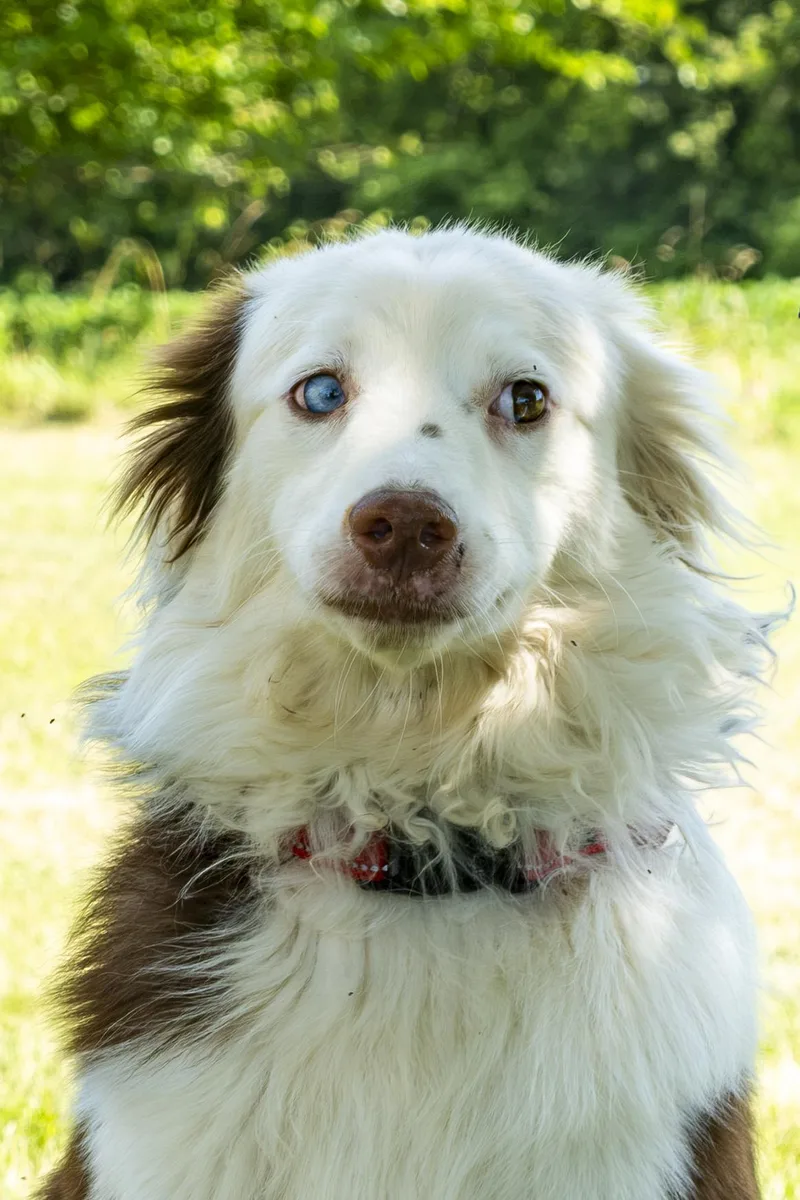 A young medium-sized male Merle (Red) Australian Shepherd dog named Brewster for adoption in Clinton, UT