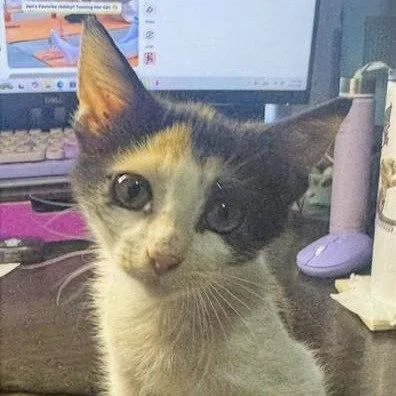 Mabel littlefirecracker
