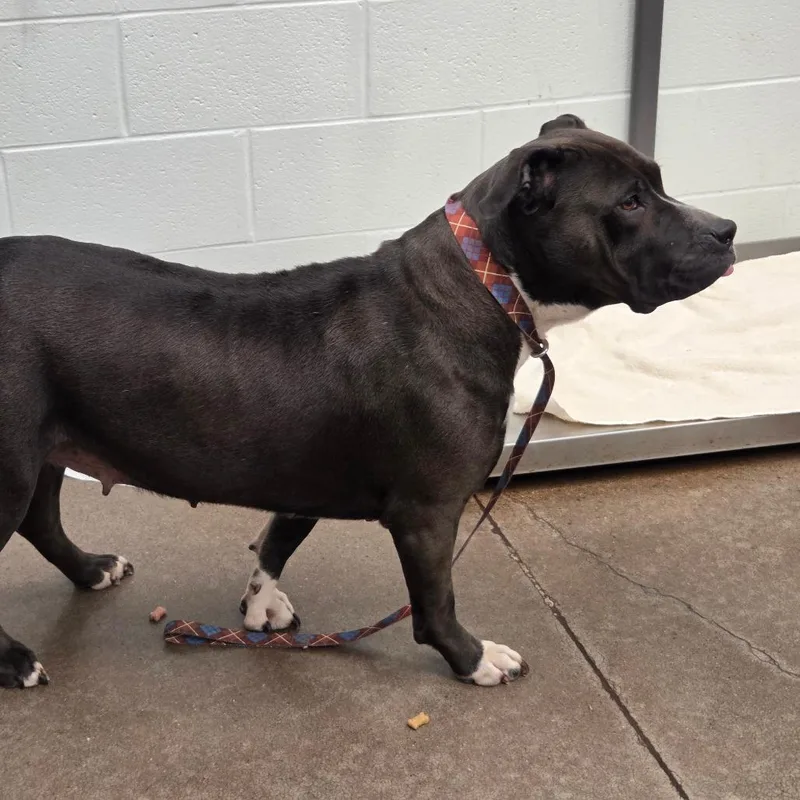 An adult large-sized female Pit Bull Terrier dog named Nala for adoption in Chattanooga, TN