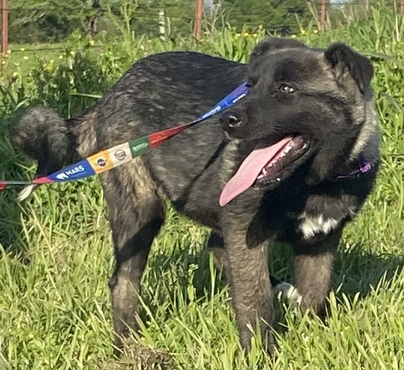 Akira