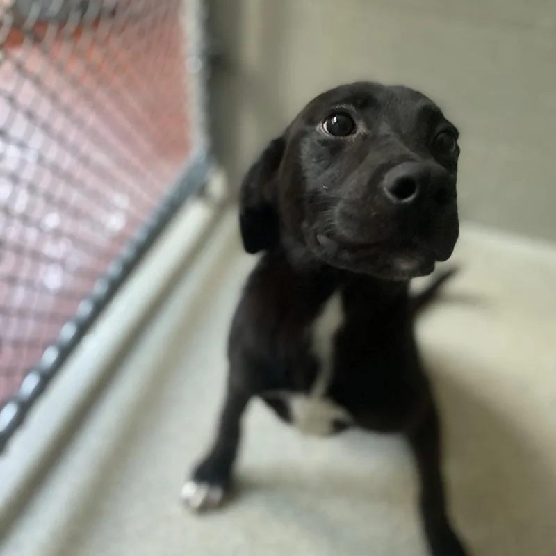 A baby medium-sized female Black Australian Shepherd dog named Harper for adoption in Columbus, NC