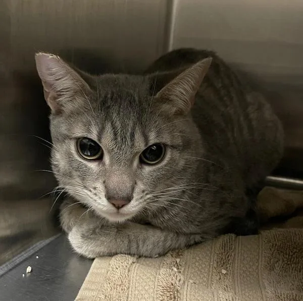 A young small-sized male Domestic Short Hair cat named Merrill for adoption in El Cajon, CA