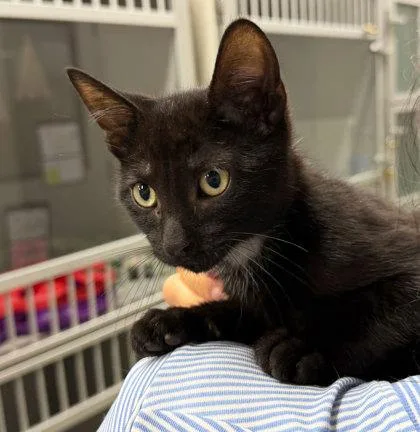 A baby small-sized male Domestic Short Hair cat named Snurtle for adoption in Sacramento, CA