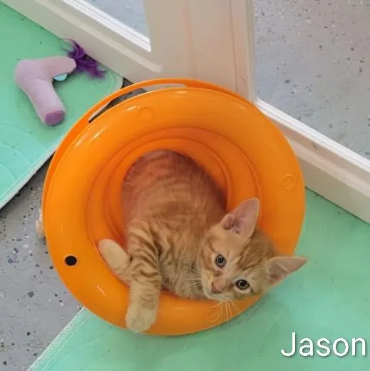 A baby medium-sized male Orange / Red Domestic Short Hair cat named Jason for adoption in Waterloo, IA