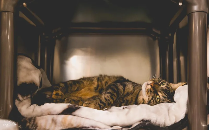 An adult large-sized female Domestic Short Hair cat named Billi Green for adoption in Lincoln, CA