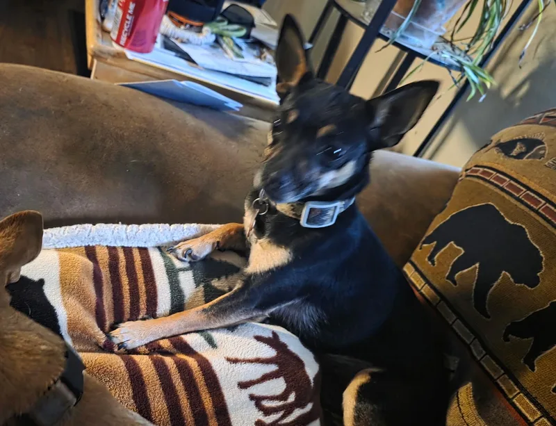 An adult small-sized female Tricolor (Brown, Black, & White) Chihuahua dog named Buffy for adoption in Sonora, CA