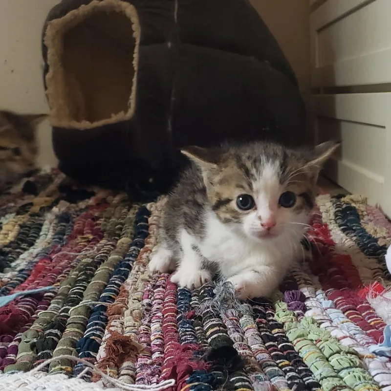 A baby small-sized male Brown / Chocolate Domestic Short Hair cat named Juniper for adoption in Mondovi, WI