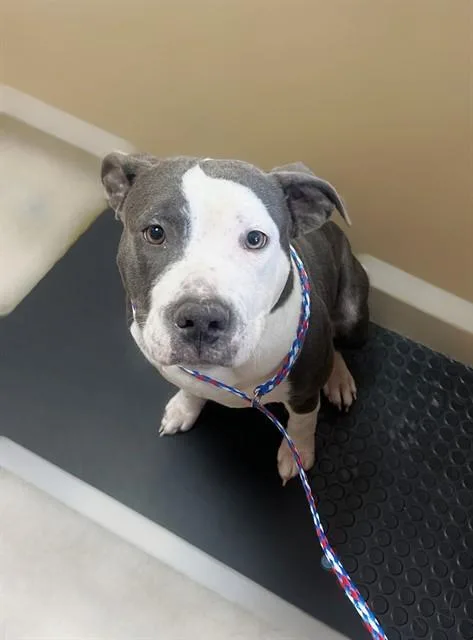 A young medium-sized female Pit Bull Terrier dog named Twinkle Toes for adoption in Blythe, CA