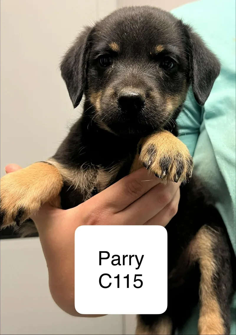 A young small-sized male Black Terrier dog named Parry C for adoption in Morganton, NC