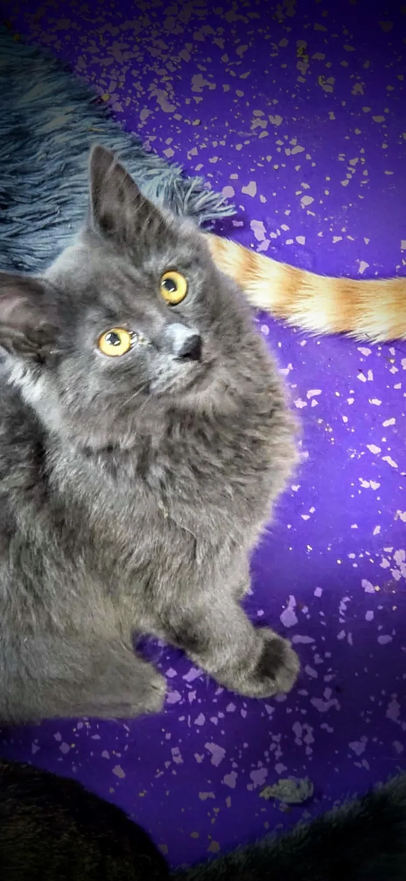 A baby medium-sized female Gray / Blue / Silver Domestic Long Hair cat named Stella for adoption in Greensburg, PA