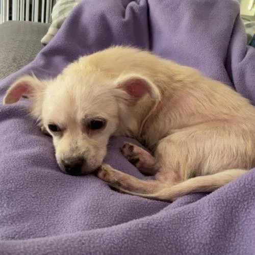 A young small-sized female Chihuahua dog named Sally for adoption in Sanford, NC