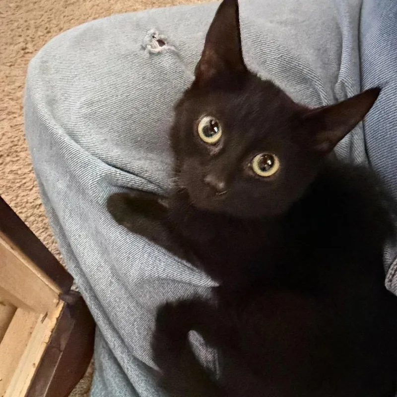 A baby small-sized male Black Domestic Short Hair cat named Osiris for adoption in Nampa, ID