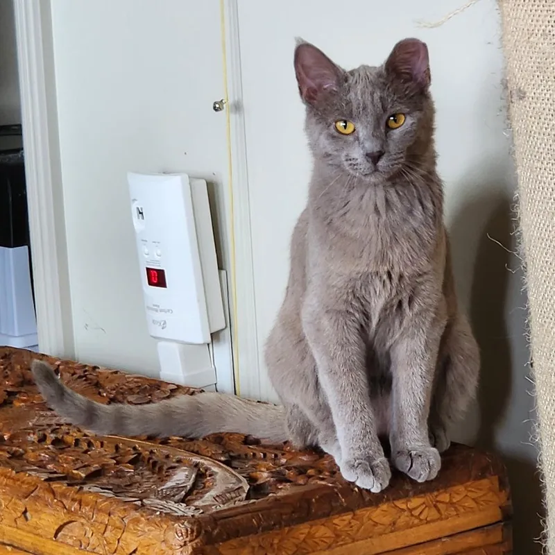 A young small-sized female Gray / Blue / Silver Domestic Short Hair cat named Toby for adoption in Grantsville, UT