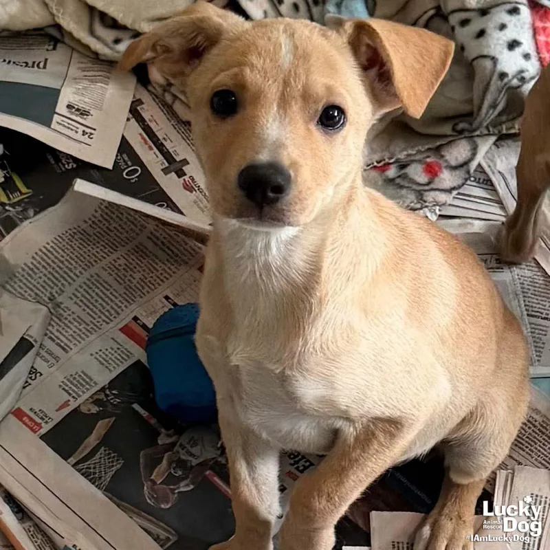 A baby medium-sized female Labrador Retriever dog named Hazel for adoption in Washington, DC