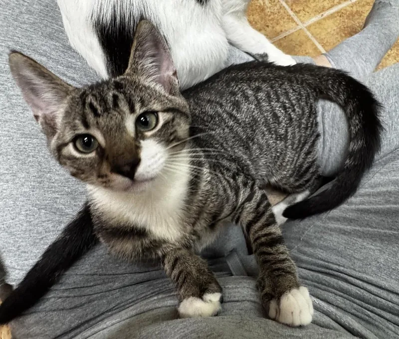 A baby small-sized male Tabby (Brown / Chocolate) Domestic Short Hair cat named Brimble for adoption in Taylor, PA