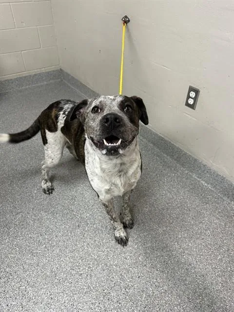 A young large-sized male Pit Bull Terrier dog named Chico for adoption in Pasadena, TX