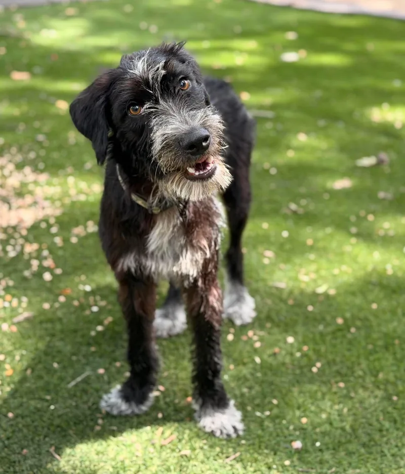A young medium-sized male German Wirehaired Pointer dog named Krew for adoption in Houston, TX