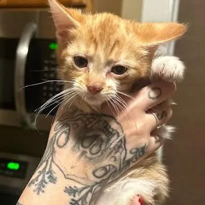 A baby small-sized male Orange / Red Domestic Medium Hair cat named Tomato C for adoption in Princeton, MN