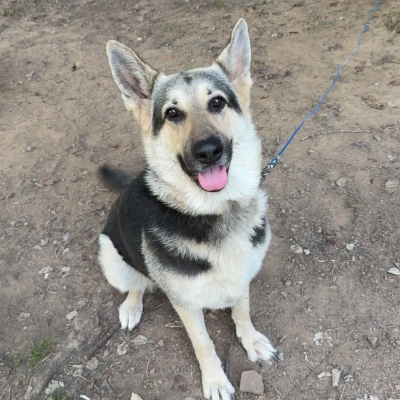 An adult medium-sized female Tricolor (Brown, Black, & White) German Shepherd Dog named Sox for adoption in Chicopee, MA