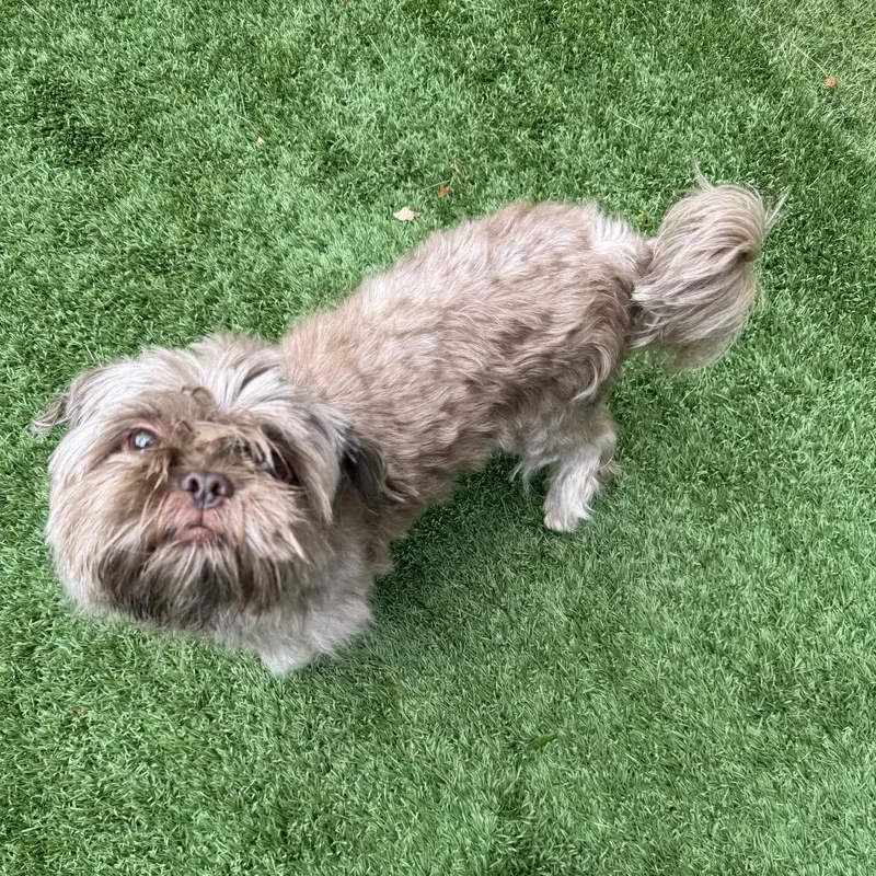 An adult small-sized male Gray / Blue / Silver Shih Tzu dog named Chewy for adoption in Naperville, IL