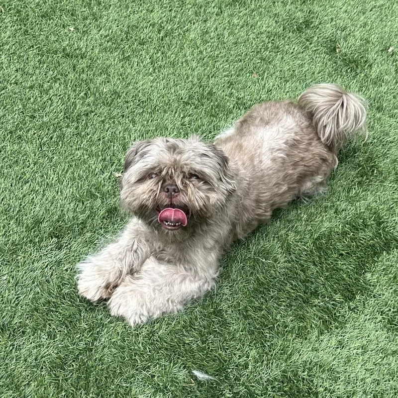 Chewy thumbnail 2