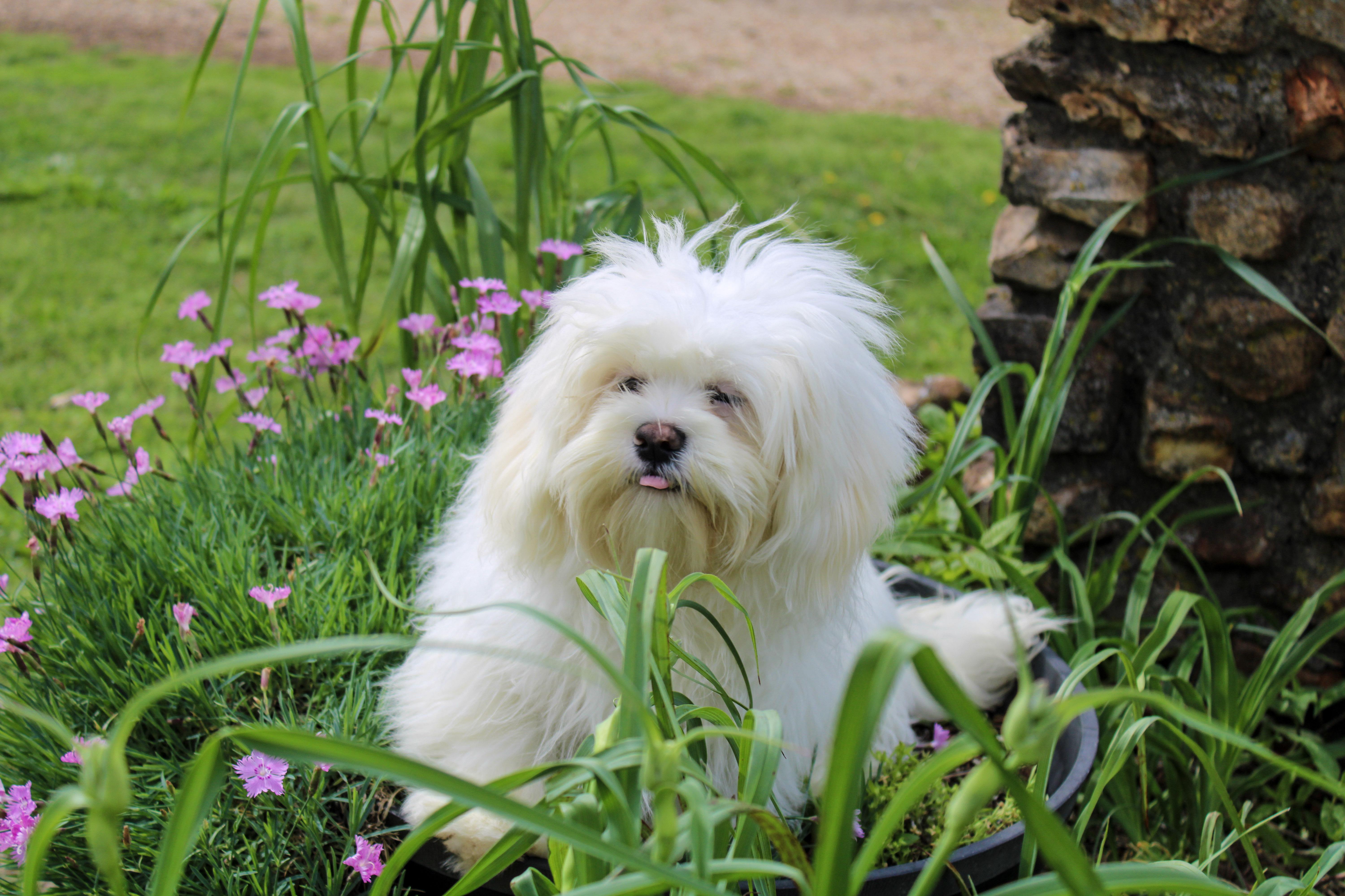A young small-sized female White / Cream Lhasa Apso dog named Angel for adoption in Neosho, MO