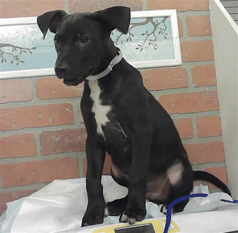 A baby small-sized male Staffordshire Bull Terrier dog named Ben for adoption in Houston, TX