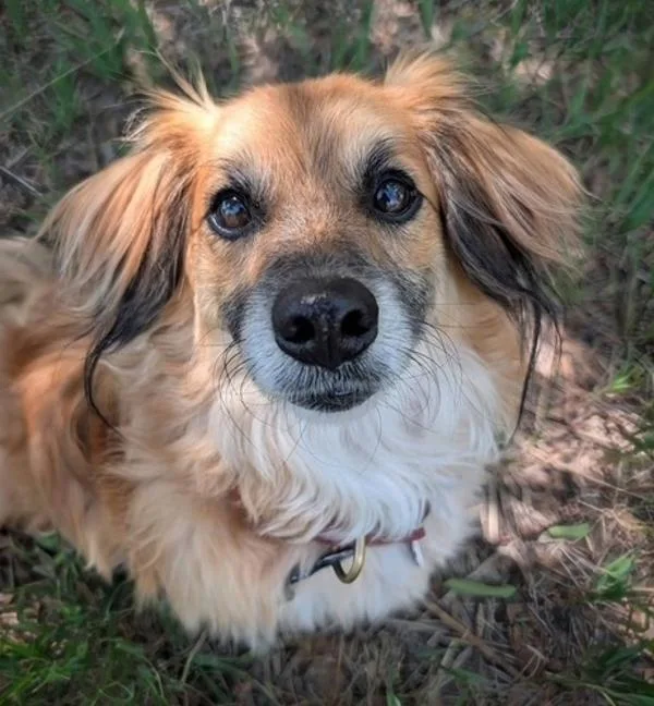 Buddy