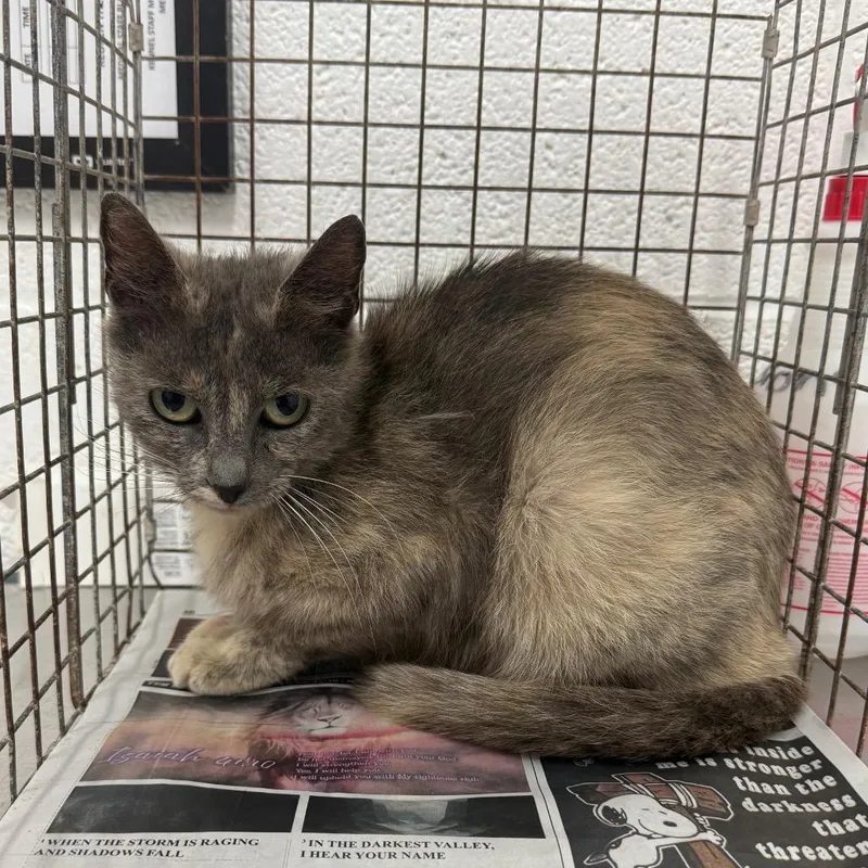 An adult medium-sized female Calico Domestic Short Hair cat named Charlotte for adoption in Leander, TX