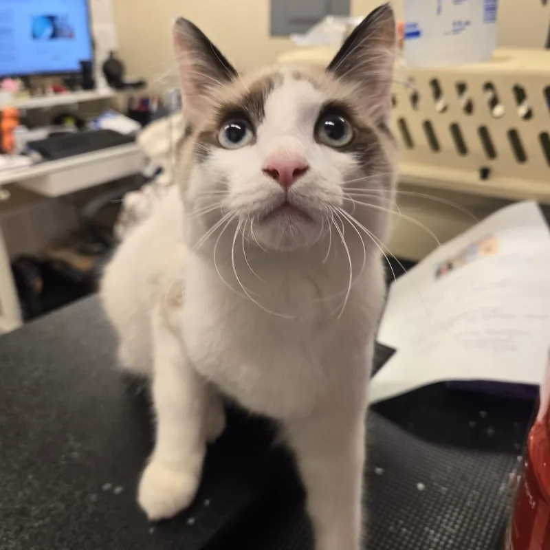 A baby small-sized male Seal Point Domestic Medium Hair cat named Geralt for adoption in Lake Panasoffkee, FL