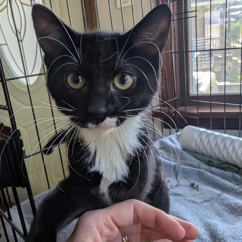 A baby medium-sized female Black & White / Tuxedo Domestic Short Hair cat named Tux for adoption in Menasha, WI