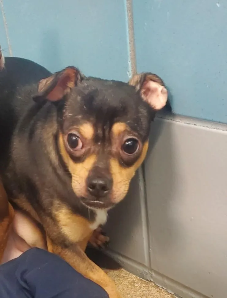 An adult small-sized male Chihuahua dog named Old Man for adoption in Houston, TX