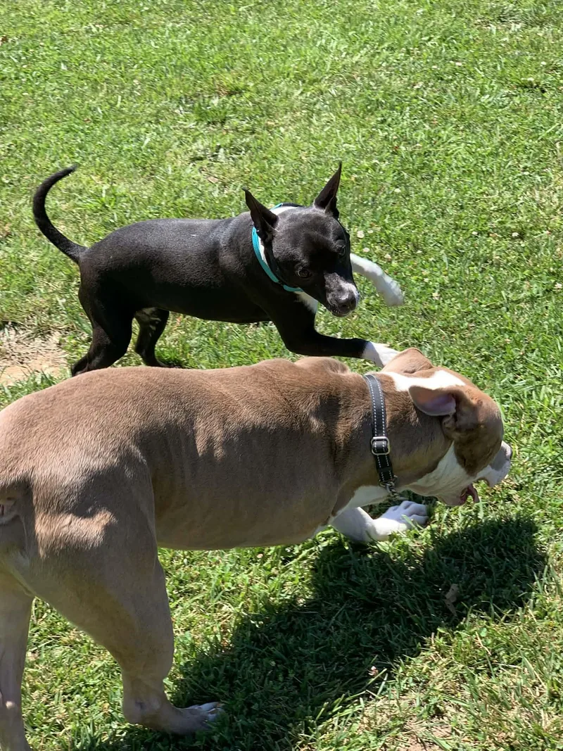 A young small-sized female Black Boston Terrier dog named Bean for adoption in Douglas, MA
