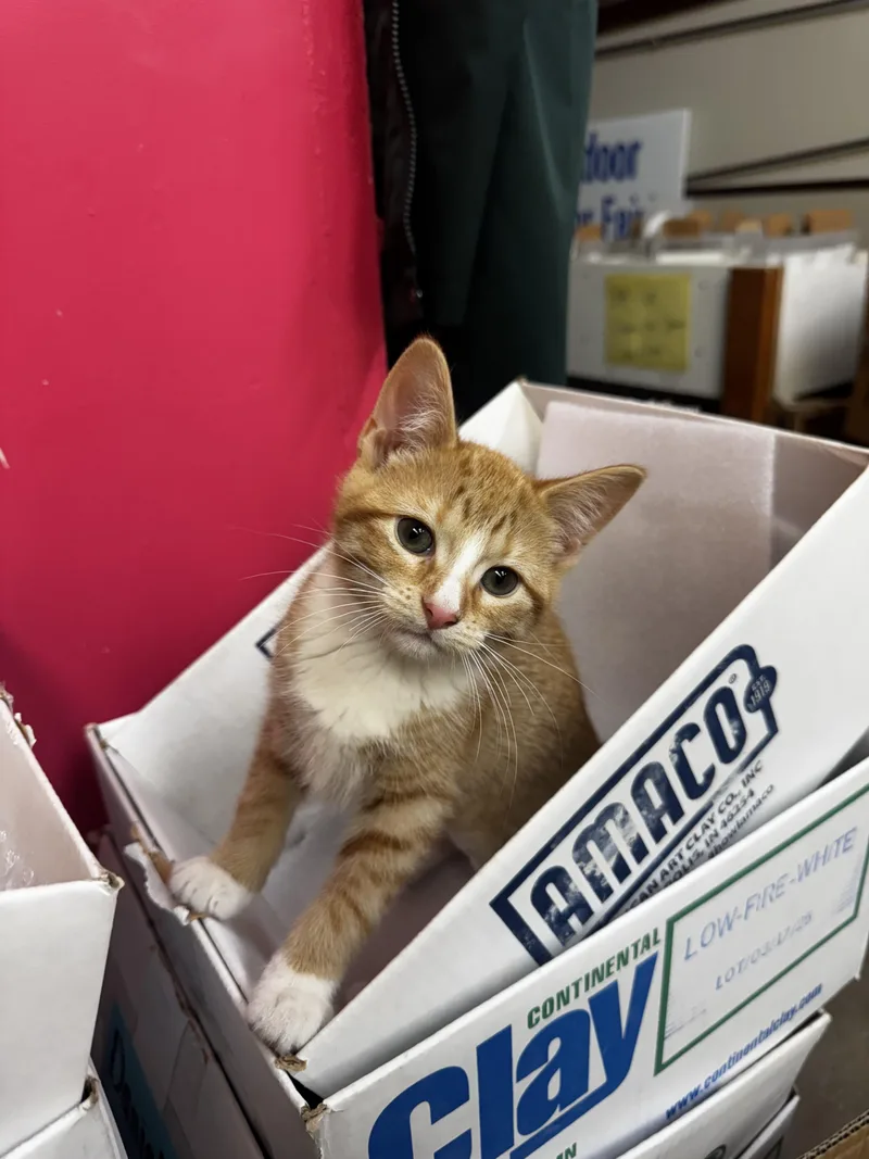 A baby medium-sized female Tabby (Orange / Red) Domestic Short Hair cat named Astrophe for adoption in Owatonna, MN