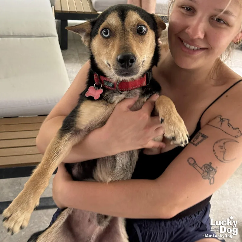 A young small-sized male Terrier dog named Cameron for adoption in Washington, DC
