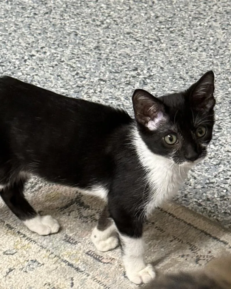 A baby small-sized female Black & White / Tuxedo Domestic Short Hair cat named Jayda for adoption in Hudson, NH