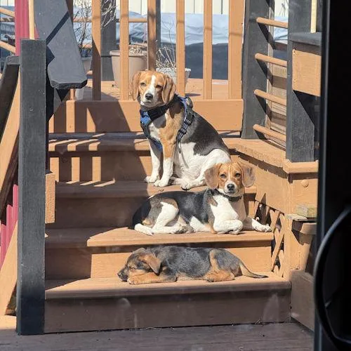 Coral Belle thumbnail 2