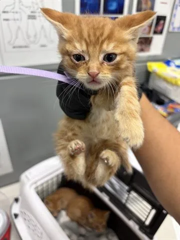 A baby small-sized male Domestic Short Hair cat named Finn for adoption in San Martin, CA