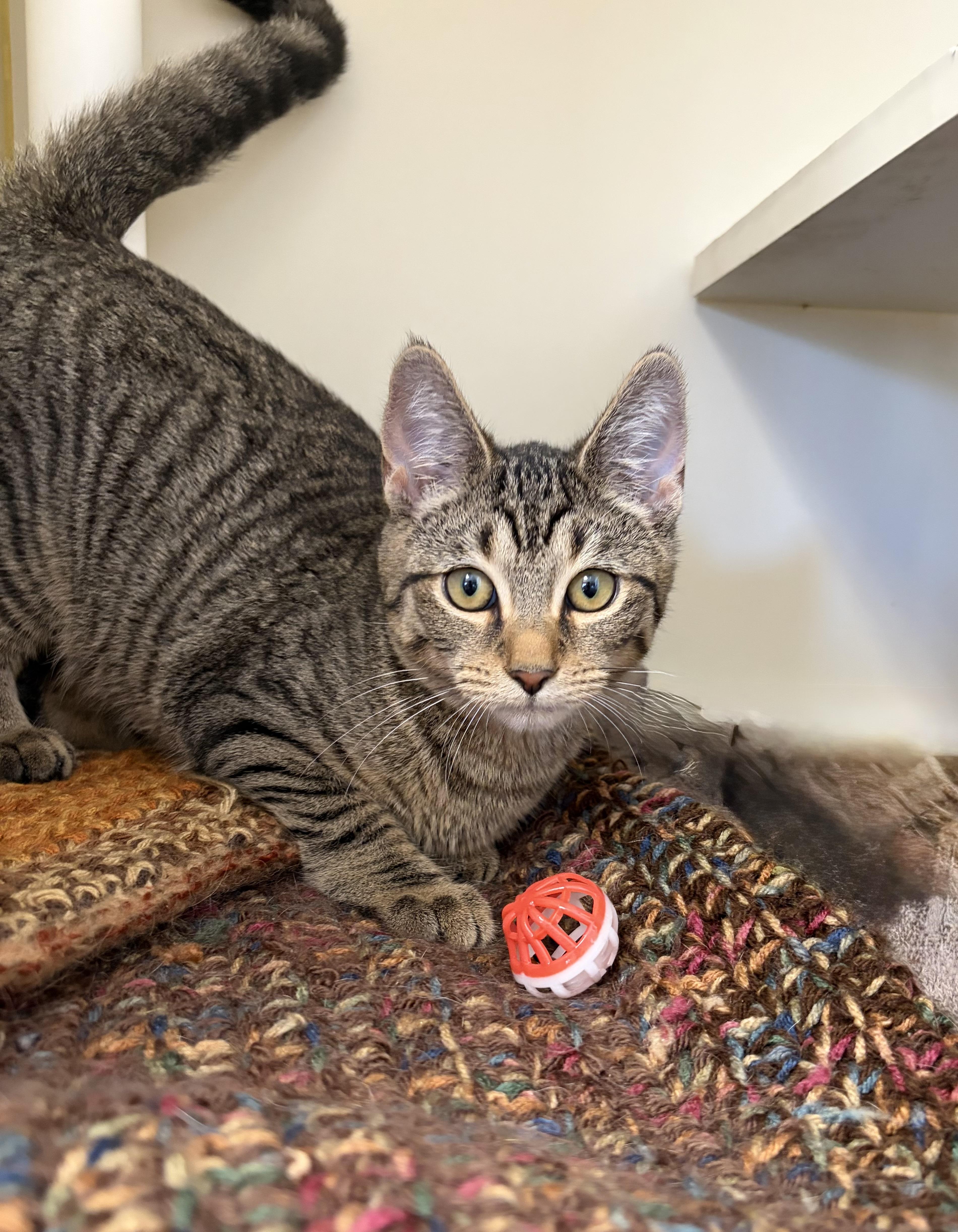 A young medium-sized male Tabby (Brown / Chocolate) Domestic Short Hair cat named Sassy Pants and Peppercorn for adoption in Somerset, NJ