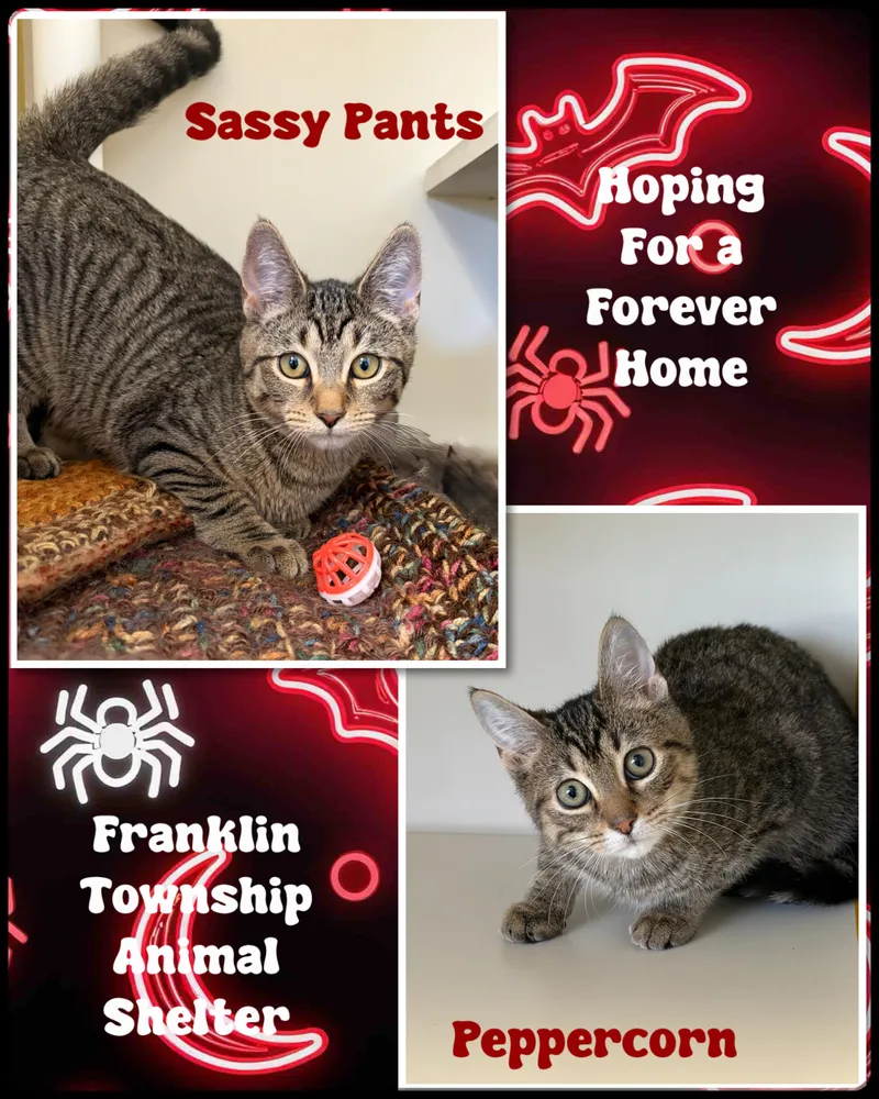 Sassy Pants and Peppercorn thumbnail 2