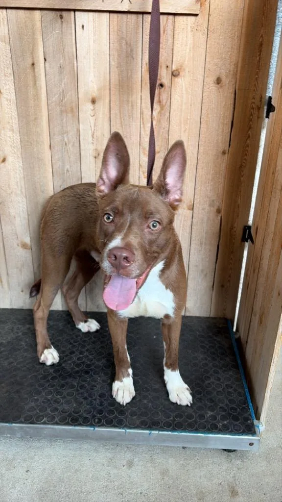 A young medium-sized male Staffordshire Bull Terrier dog named Winston for adoption in Missouri City, TX