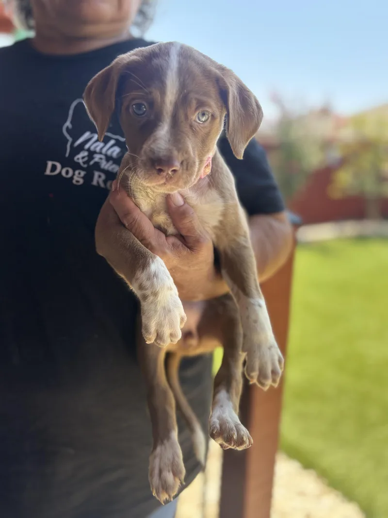 Delilah