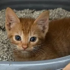 A baby small-sized male Orange / Red Domestic Short Hair cat named Milo for adoption in Newport News, VA