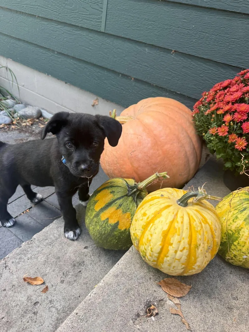 A baby medium-sized male Black Mixed Breed dog named Mamba for adoption in Grand Forks, ND