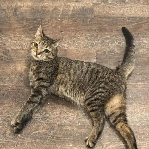A baby small-sized male Tabby (Brown / Chocolate) Domestic Short Hair cat named Ethan for adoption in Tampa, FL